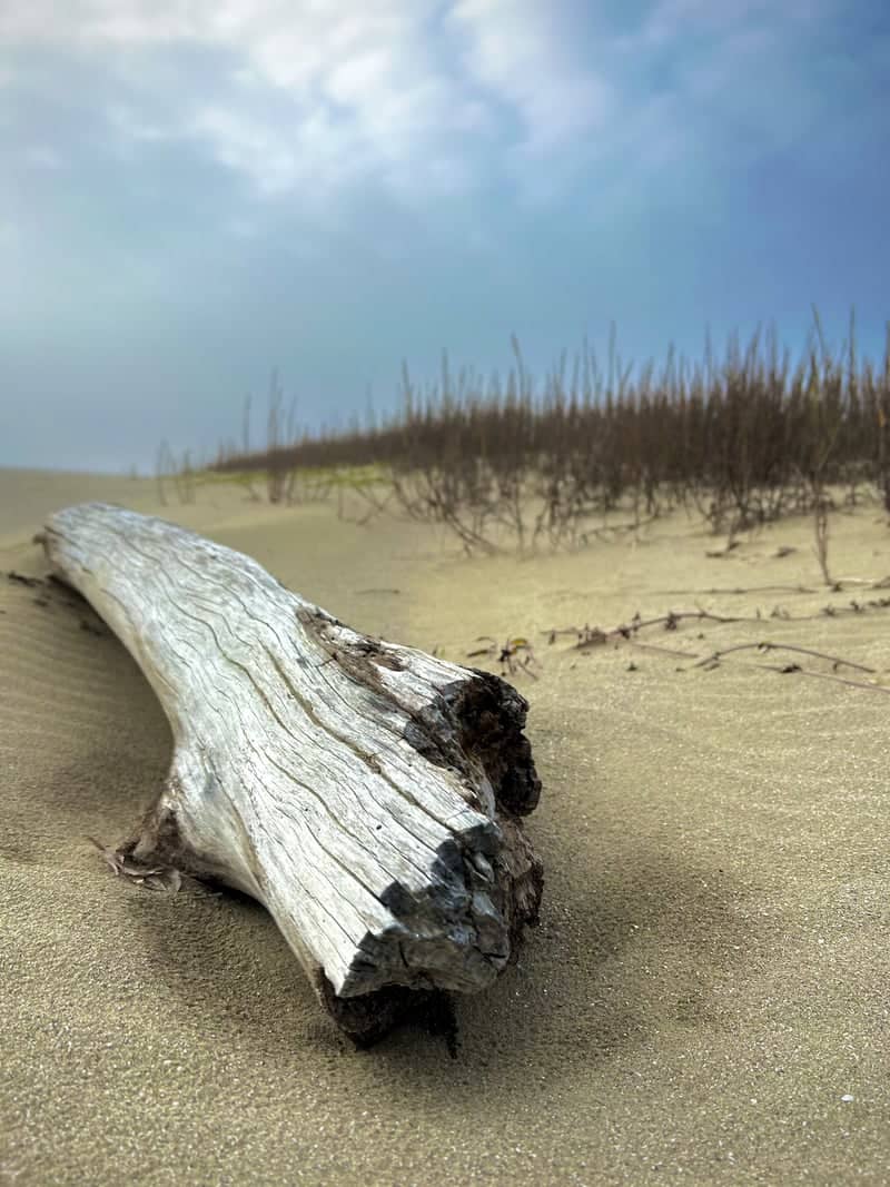 Cameron Parish Coastal Dunes - Image 1