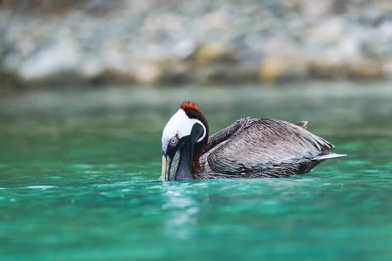 Brown Pelican Observation Spot - Image 1