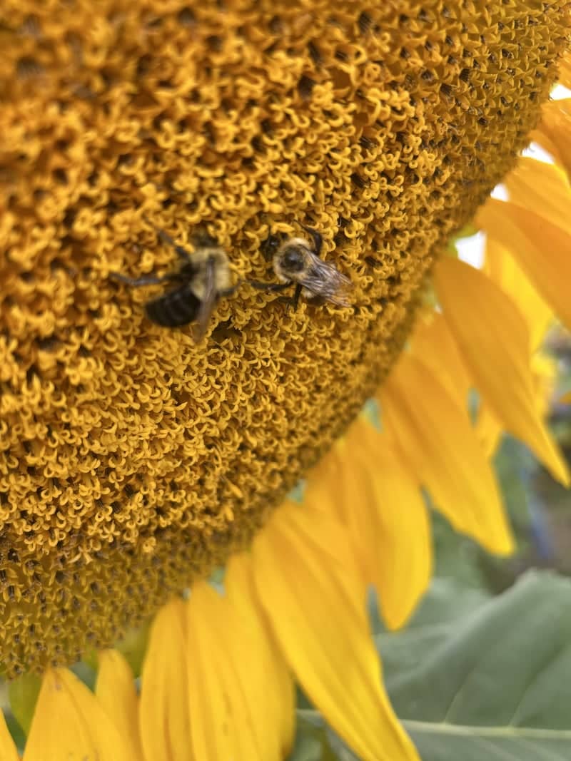 Rose Hill Sunflower Field - Image 1