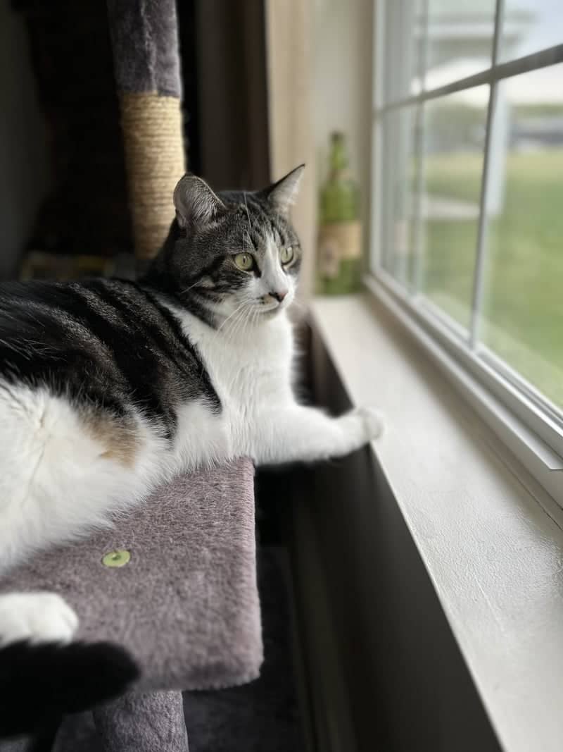 Cozy Window Perch - Image 1