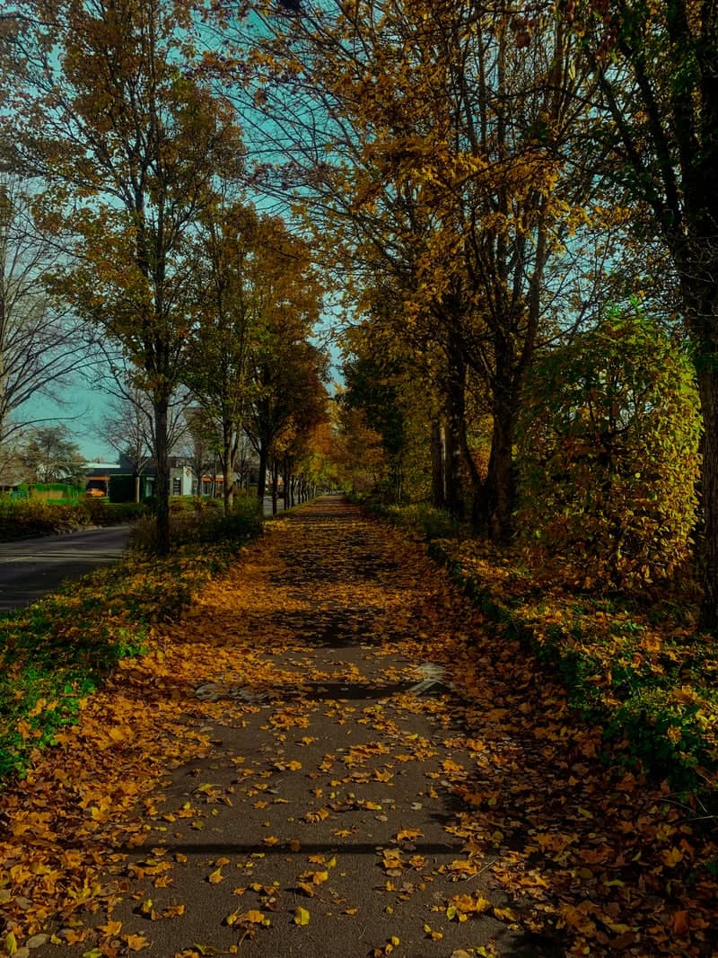 Autumn Path in Saint-Cyr-sur-Loire - Image 1