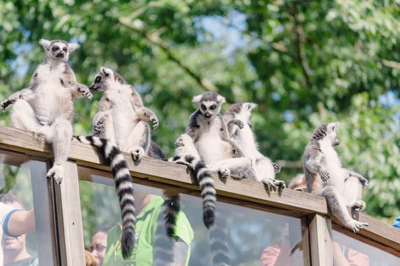 Apenheul Primate Park - Image 1