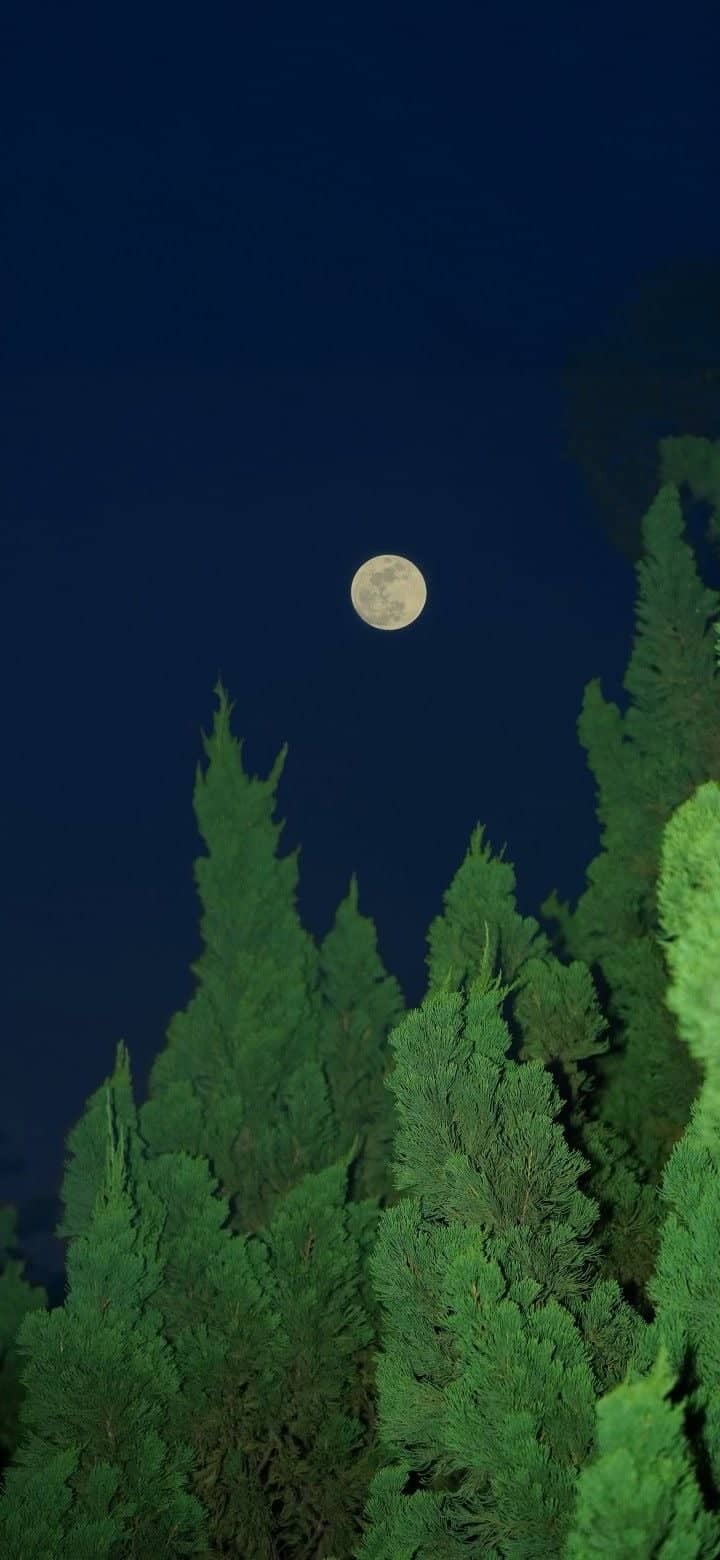 Moonlit Cypress Trees of Bondeno - Image 1