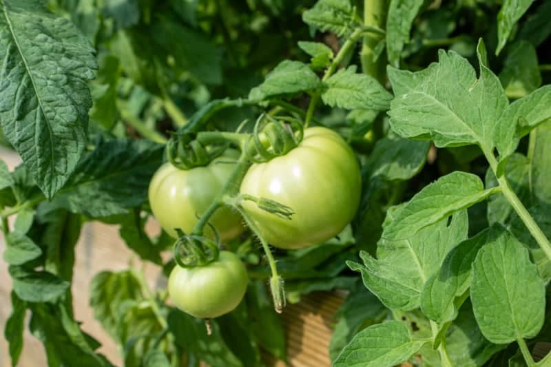 Scott's Run Settlement House Community Garden - Image 3