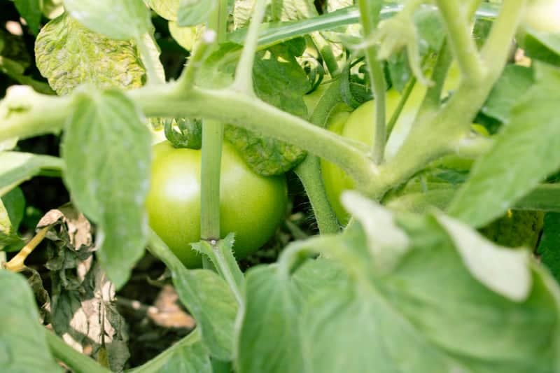 Scott's Run Settlement House Community Garden - Image 5
