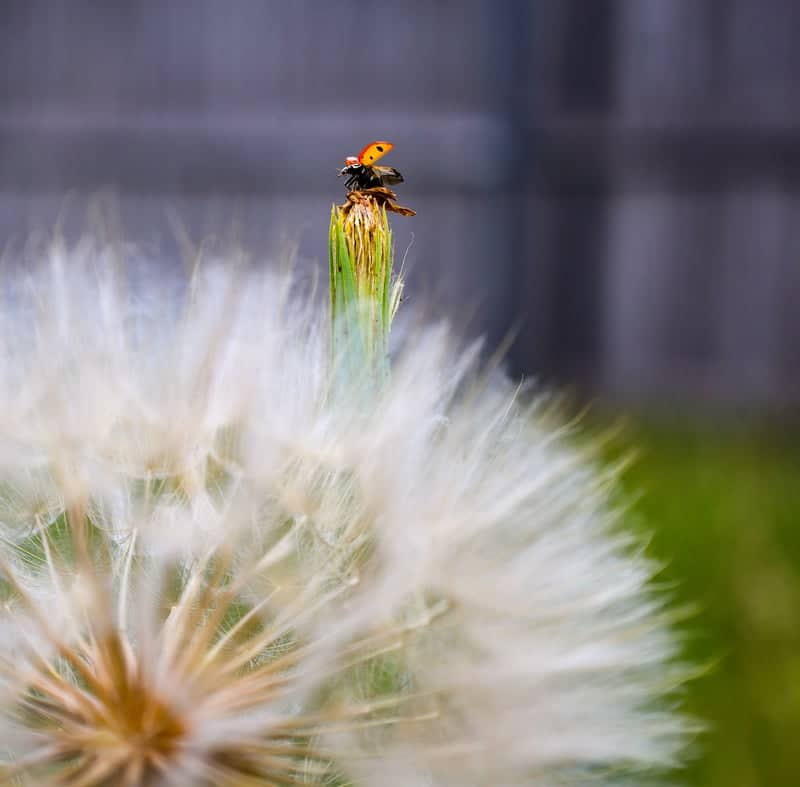 Abilene Garden Macro Spot - Image 2