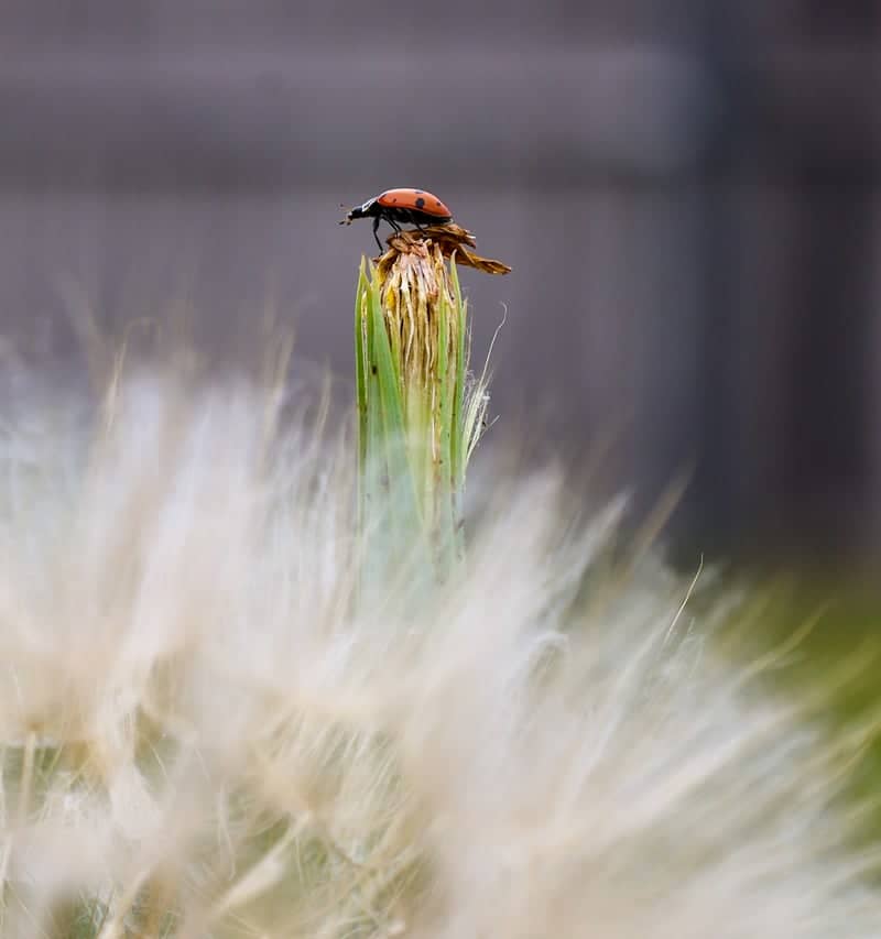 Abilene Garden Macro Spot - Image 1