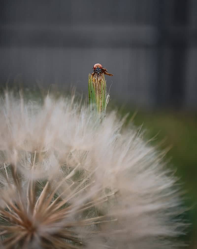 Abilene Garden Macro Spot - Image 3