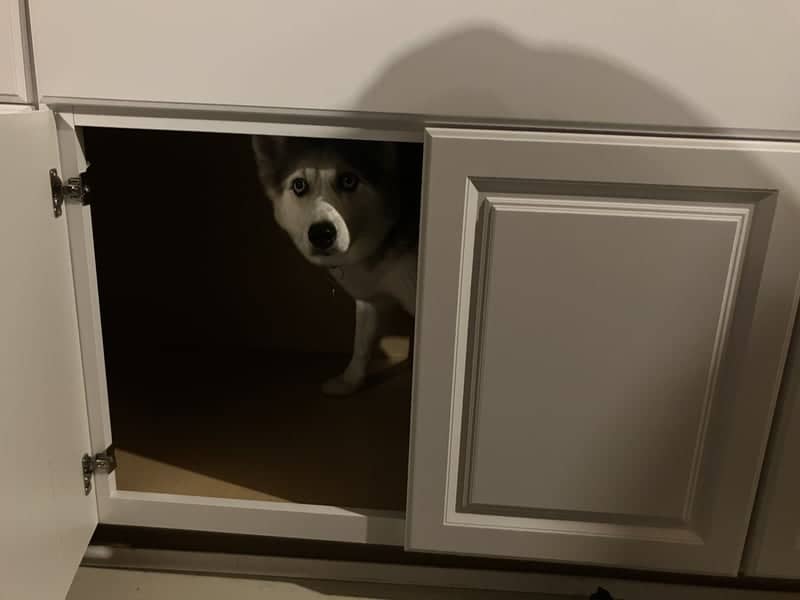Husky's Hiding Spot - Image 1