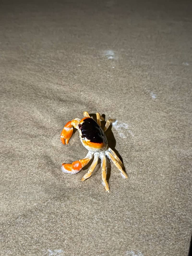 South Padre Island Beach - Image 1