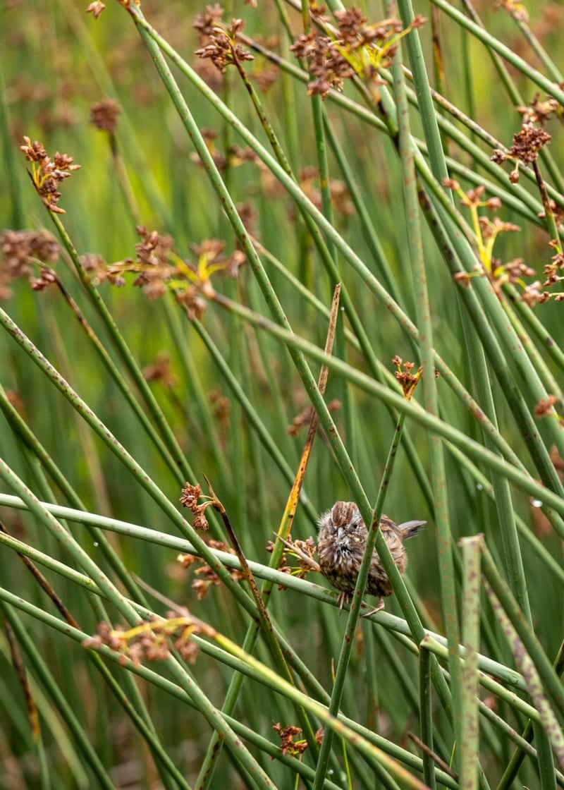 Edmonds Marsh Park - Image 1