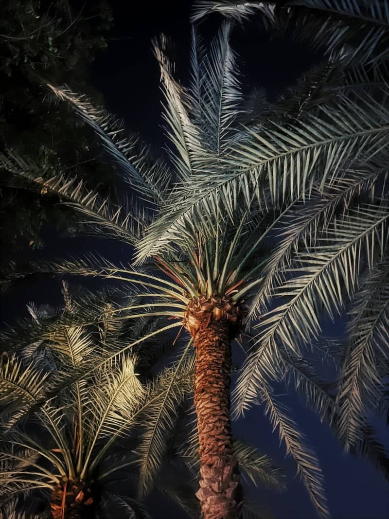 Remraam Palm Trees - Image 1