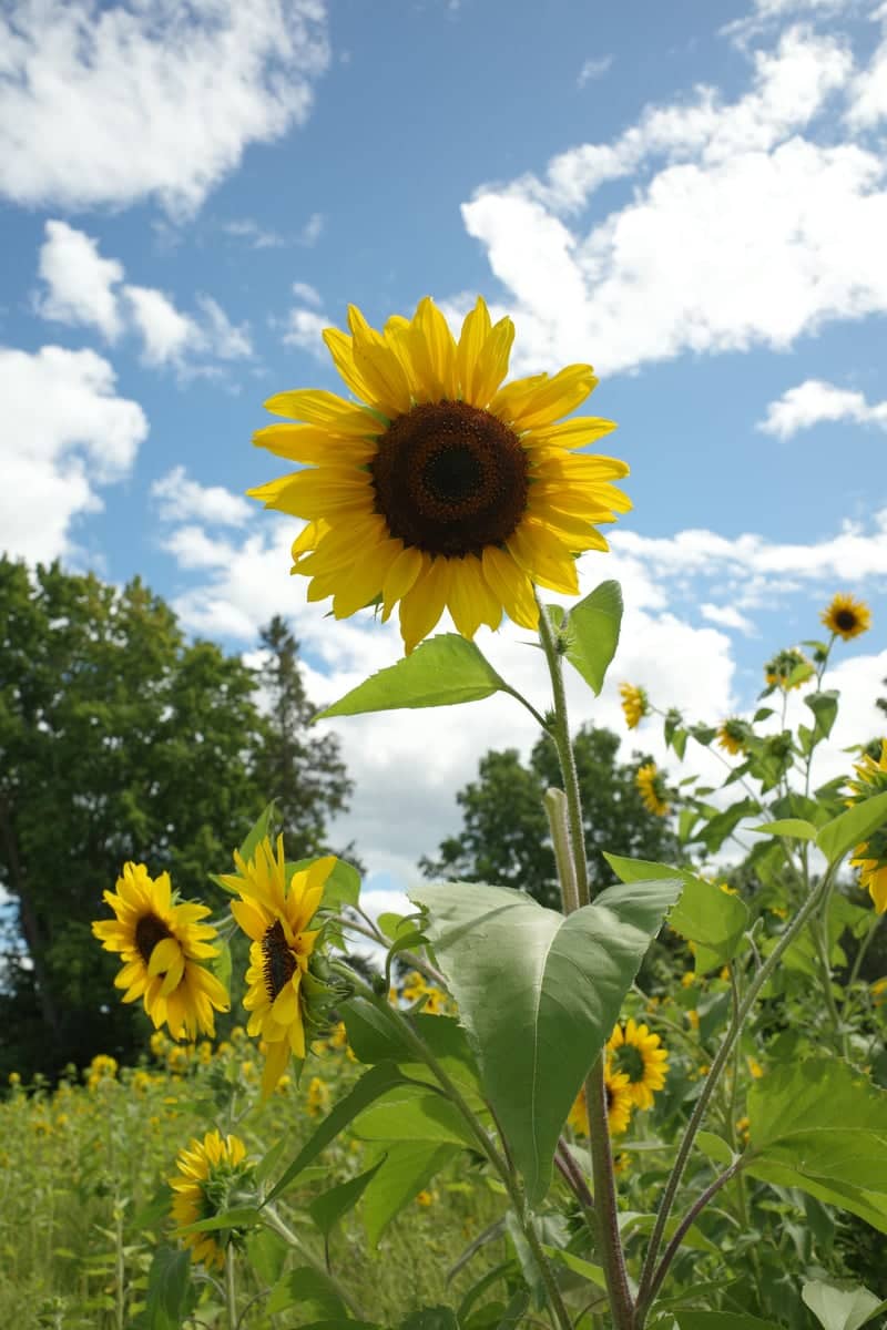 Wynn Farms Sunflower Field - Image 1