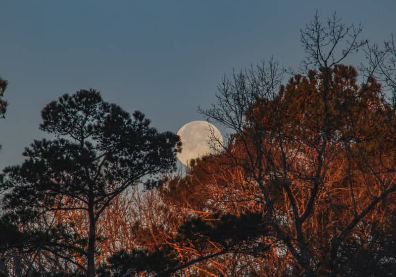 Meridian Treetop Moonrise - Image 1