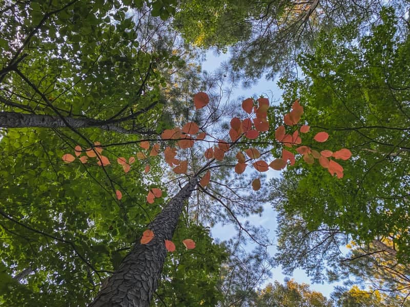 Bonita Lakes Park Forest - Image 1