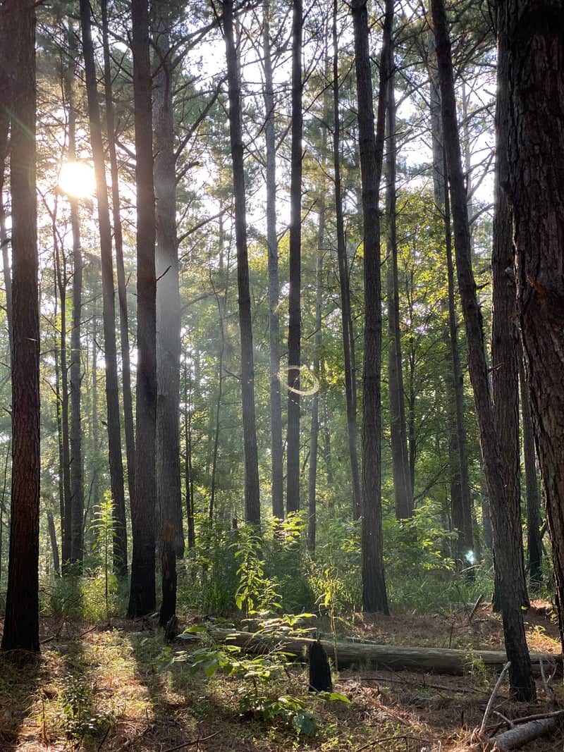 Bonita Lakes Park Forest - Image 1