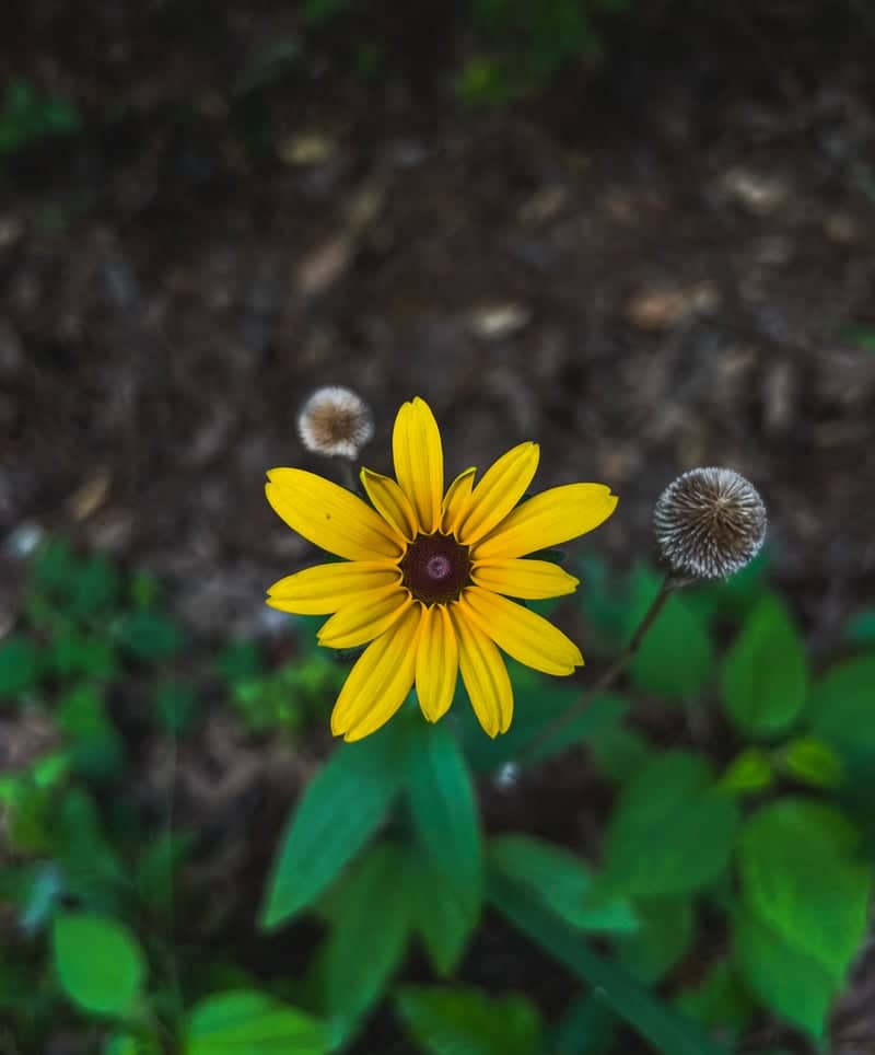 Bonita Lakes Park Wildflowers - Image 1