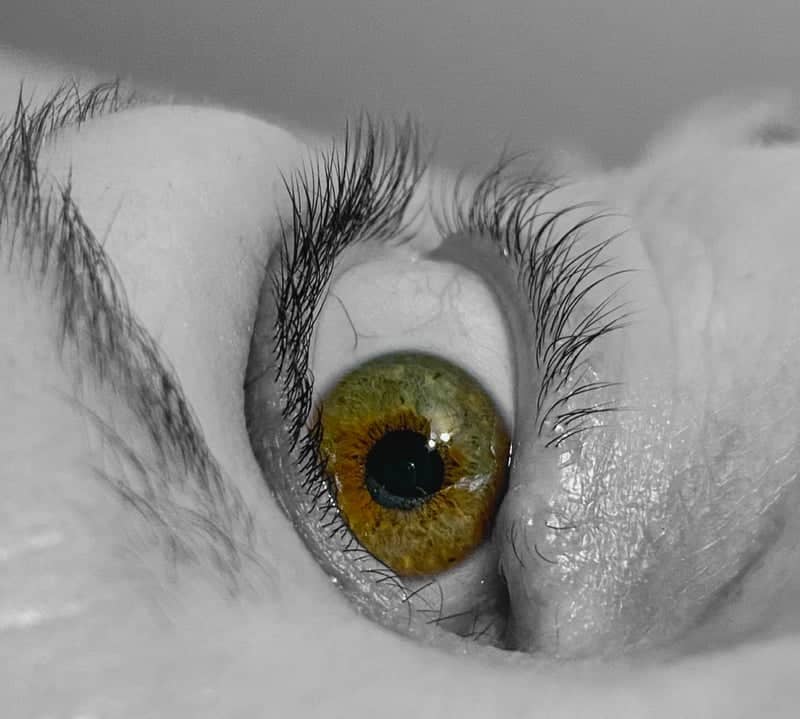 Meridian Macro Portrait Studio - Image 1