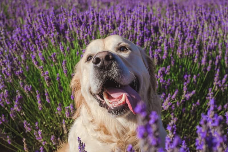 Hahndorf Lavender Garden - Image 1