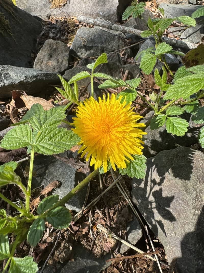 Steilacoom Wildflower Garden - Image 1