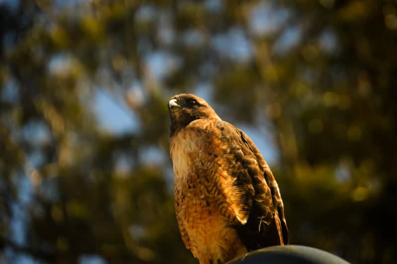 Golden Gate Park, Pinole - Image 1