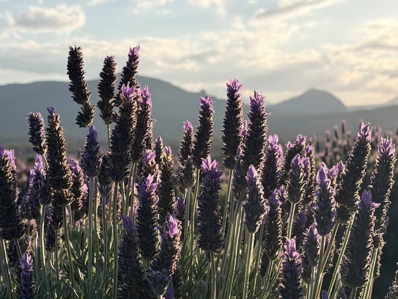 Kooroomba Vineyard and Lavender Farm - Image 1