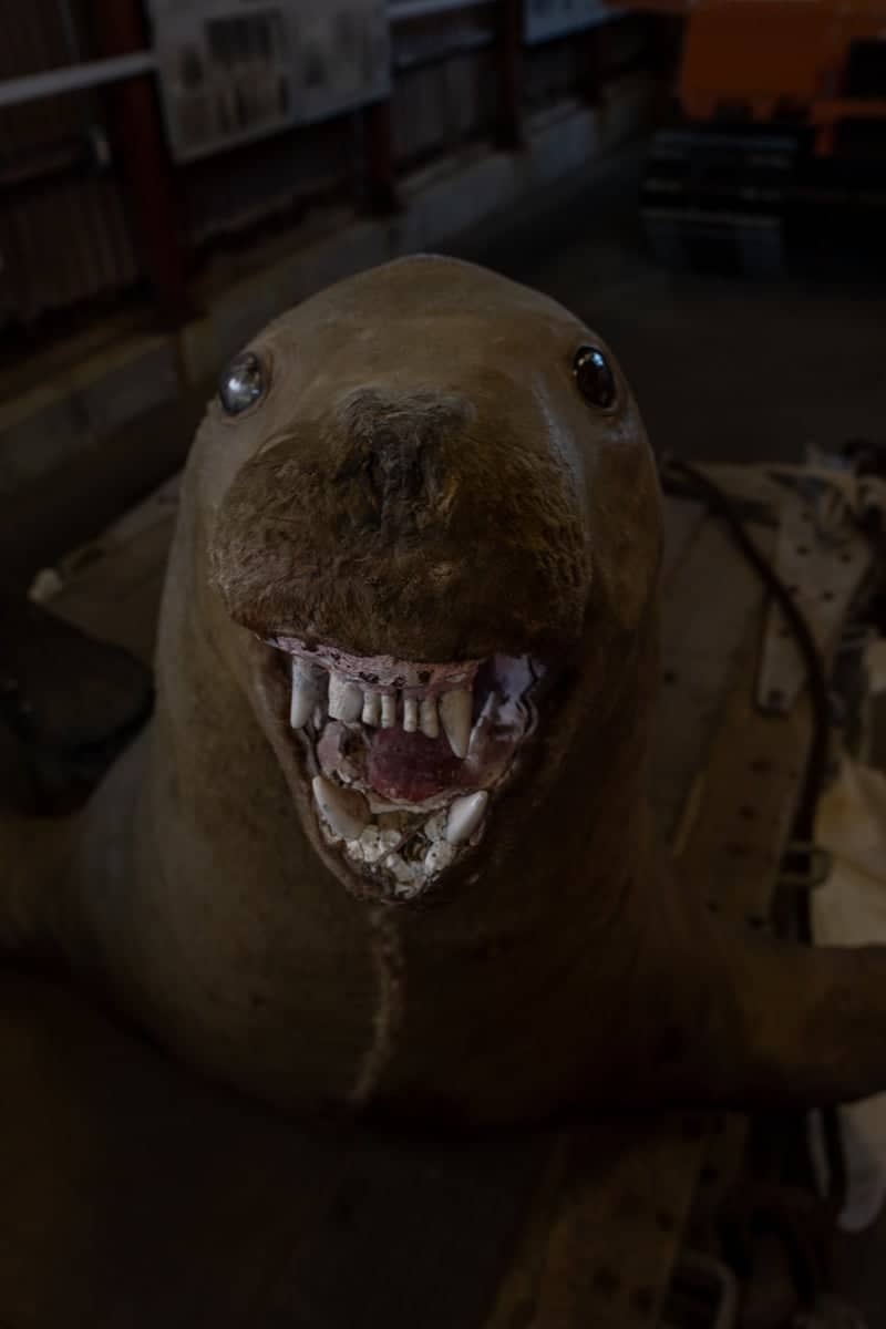 Noshappu Aquarium - Image 1