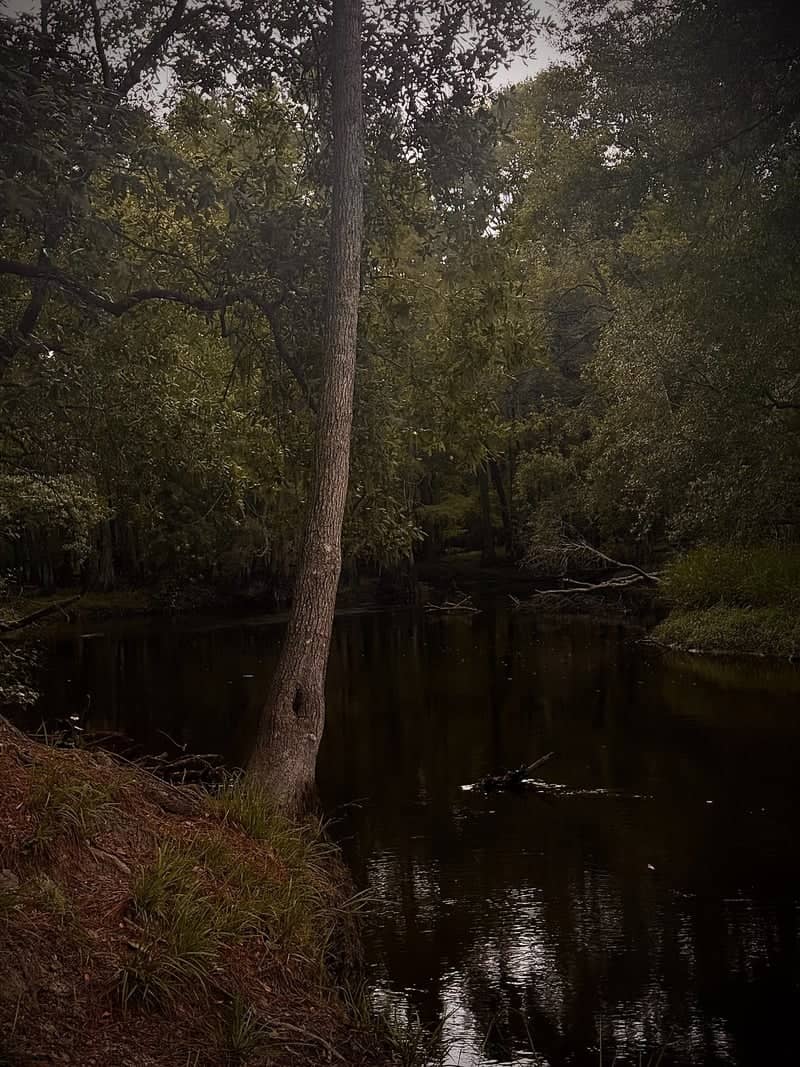 Lumber River Forest Edge - Image 1