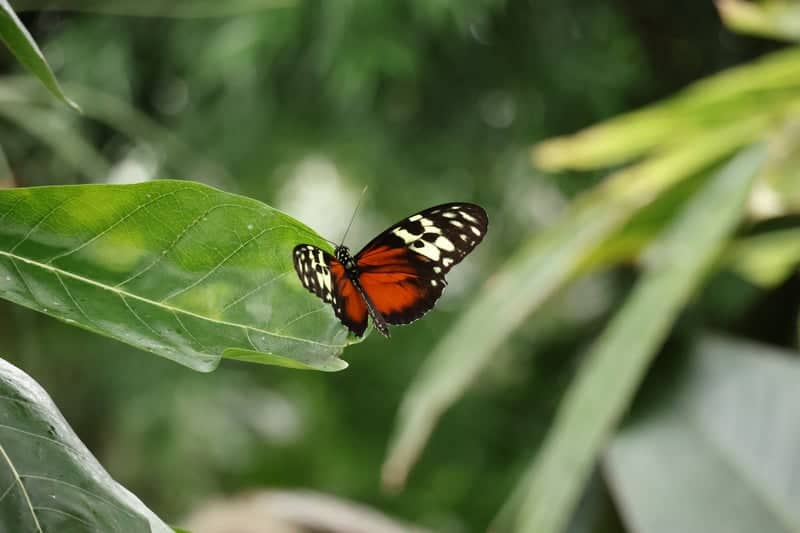 Niagara Parks Butterfly Conservatory - Image 1
