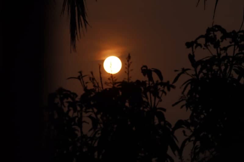 Cuttack Garden Sunset - Image 1