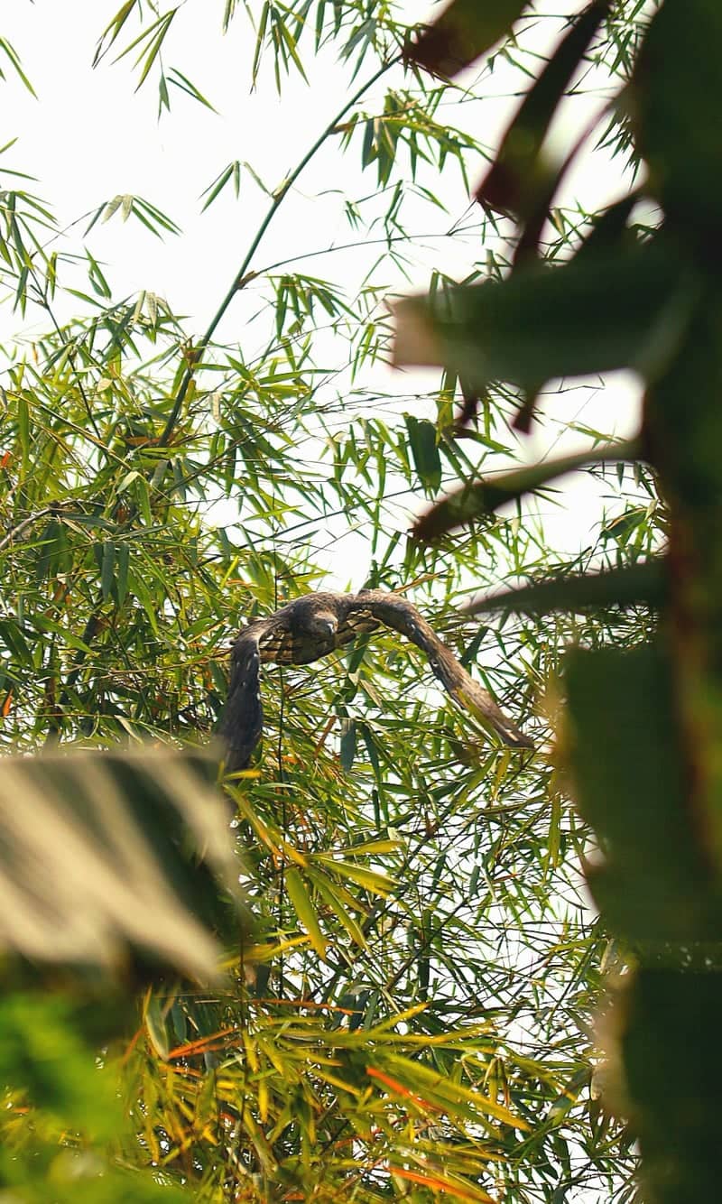 Cuttack Bamboo Groves - Image 1