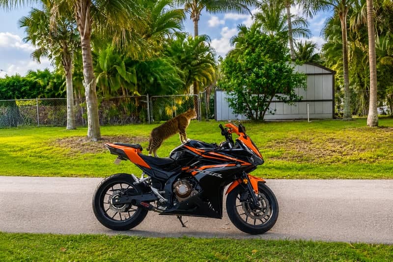 Jensen Beach Palm Grove - Image 1
