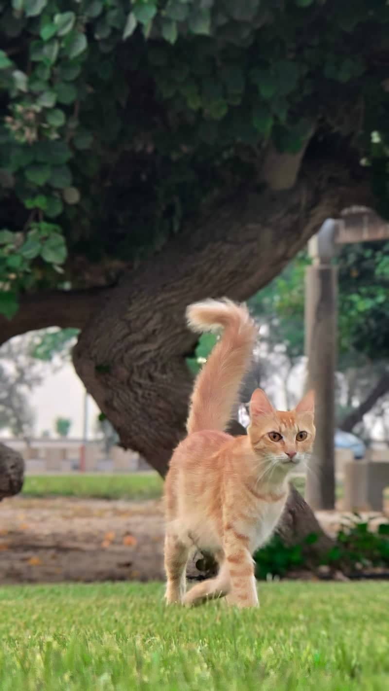 Al Jubayl Public Park - Image 1