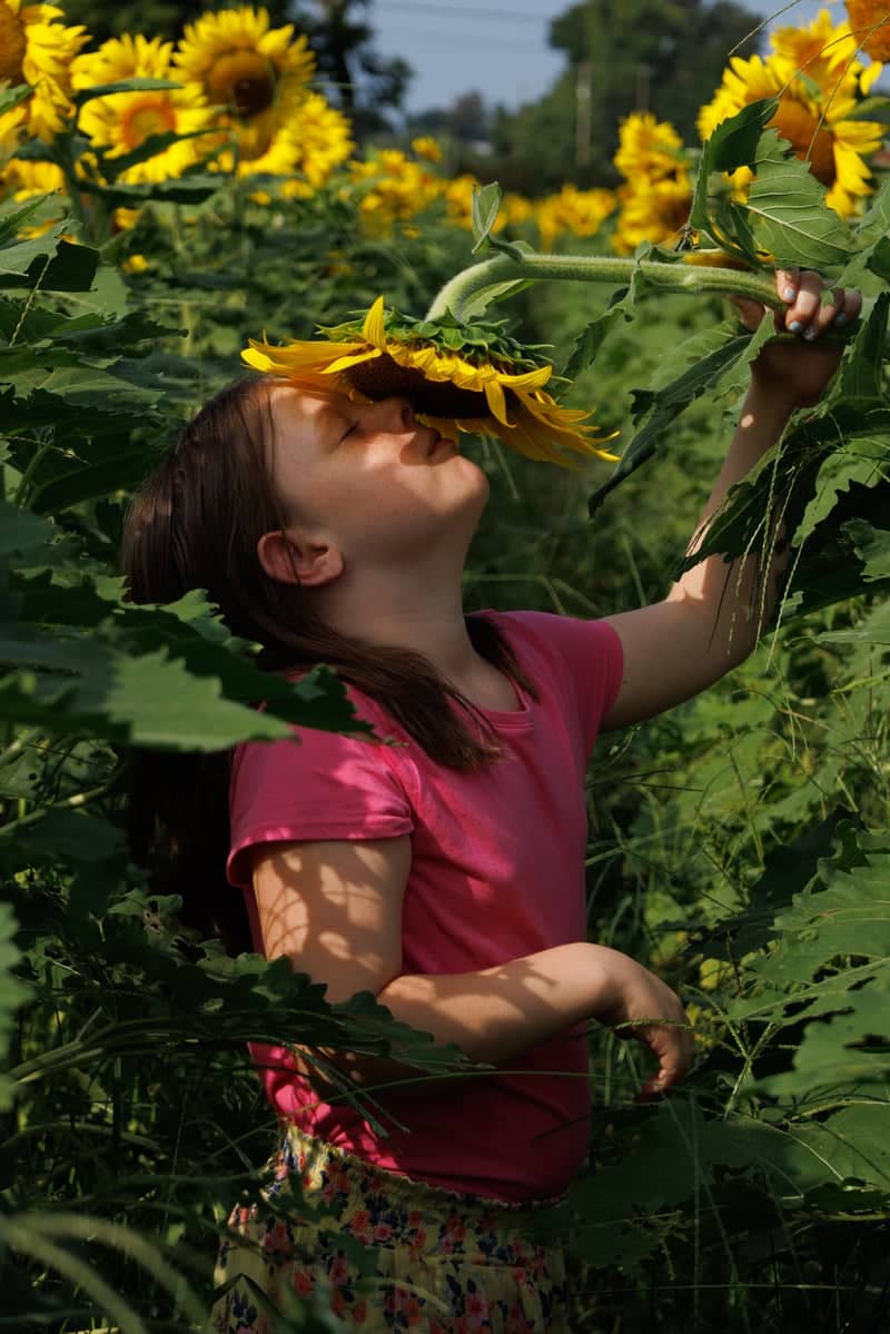 Delozier Sunflower Field - Image 5