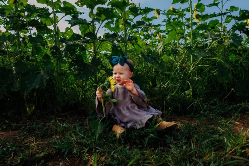 Delozier Sunflower Field - Image 3