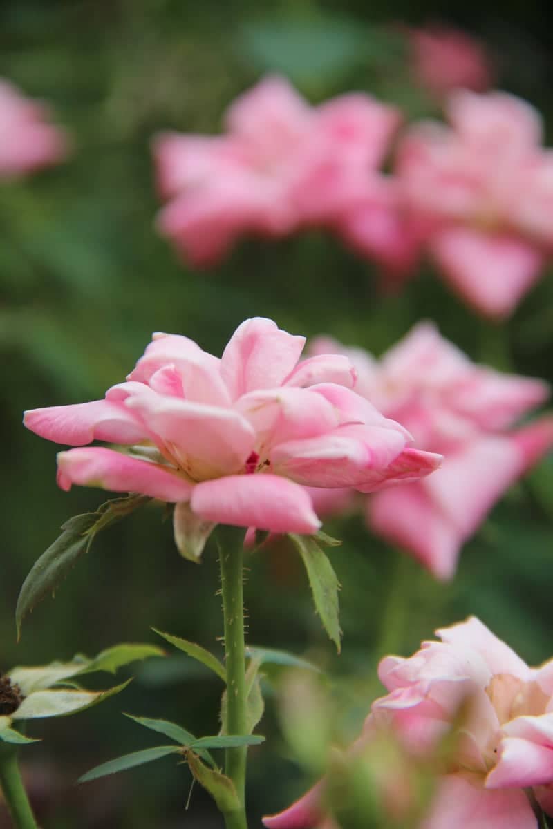 Barrington Road Floral Garden - Image 1