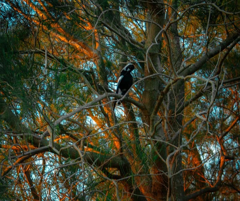 Throsby Creek Nature Path - Image 1