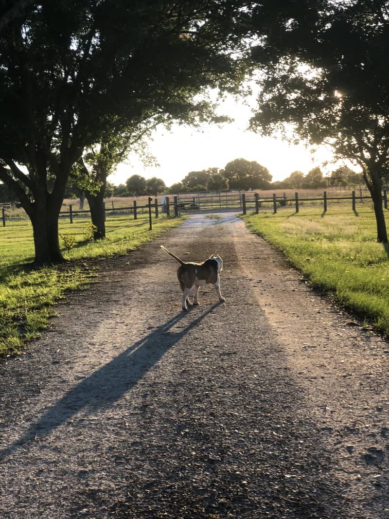 Punta Gorda Rural Lane - Image 1