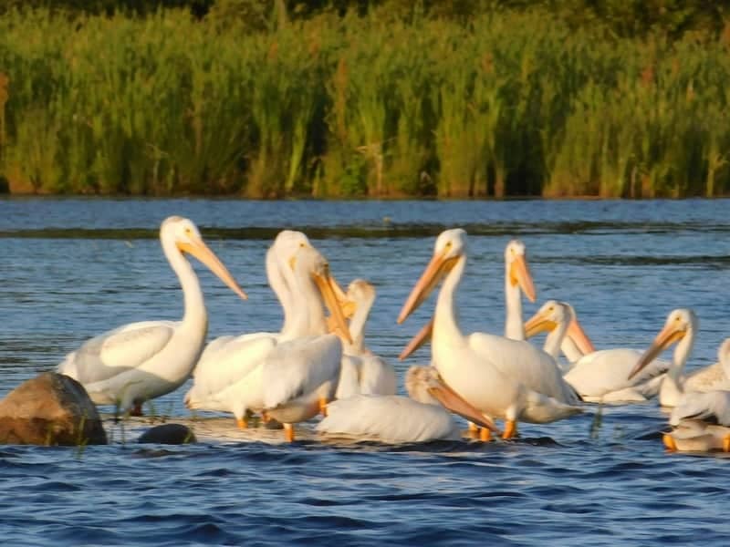 Swan River Forest Macro - Image 5