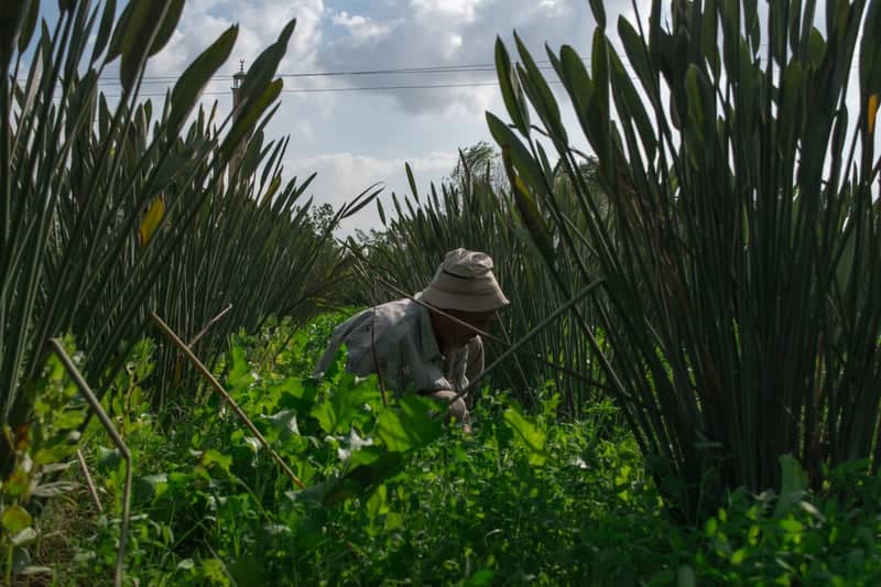 Awsīm Agricultural Fields - Image 1