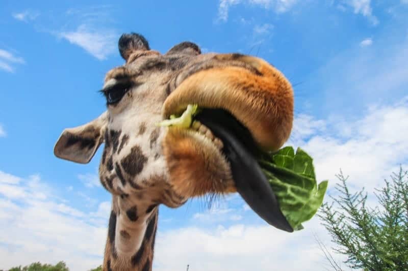 Toledo Zoo Giraffe Feeding - Image 1