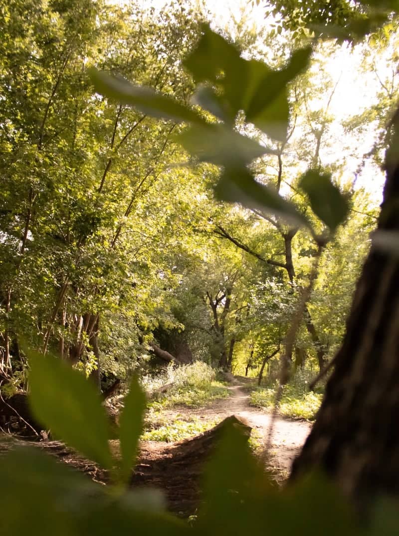 Tuthill Park Wooded Trail - Image 1