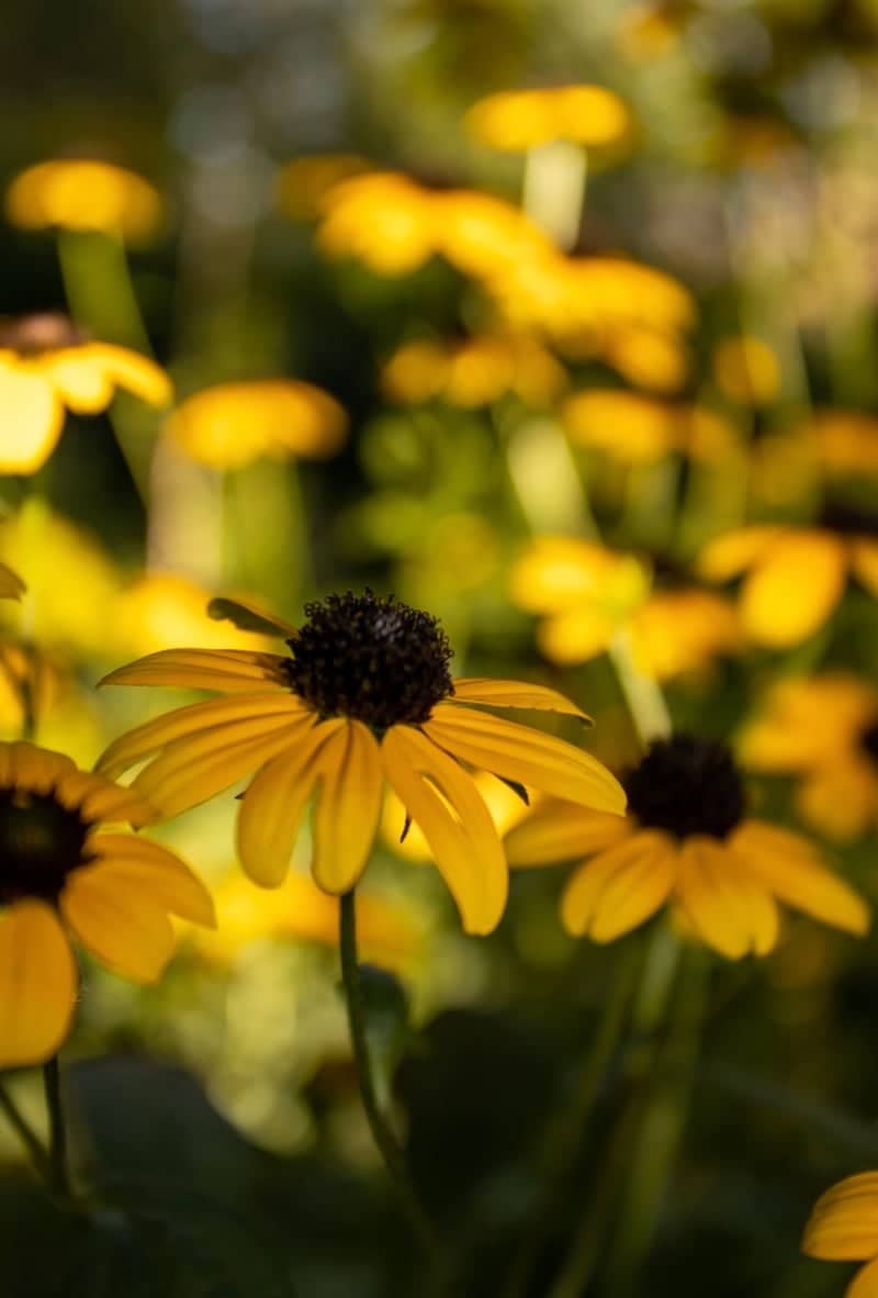 McKennan Park Gardens - Image 1