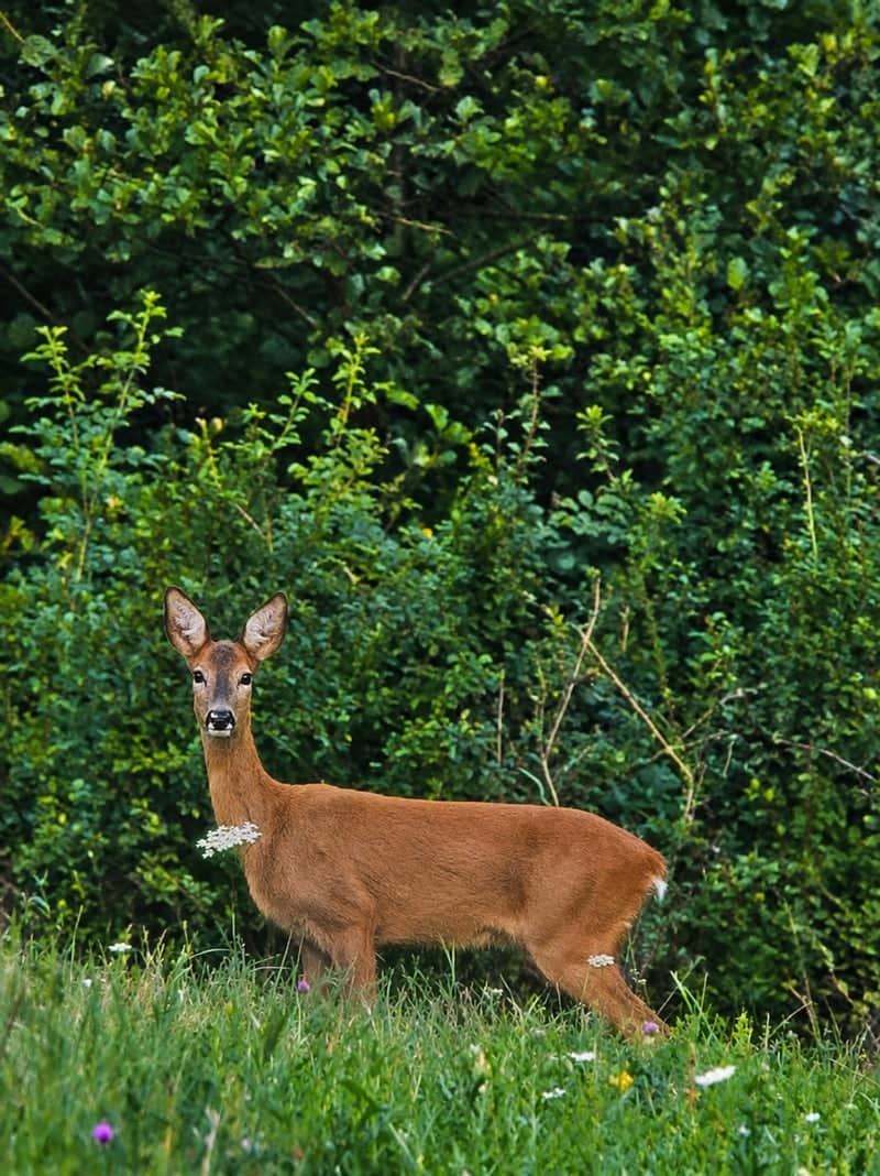 Harghita Mountains Wildlife Trail - Image 1