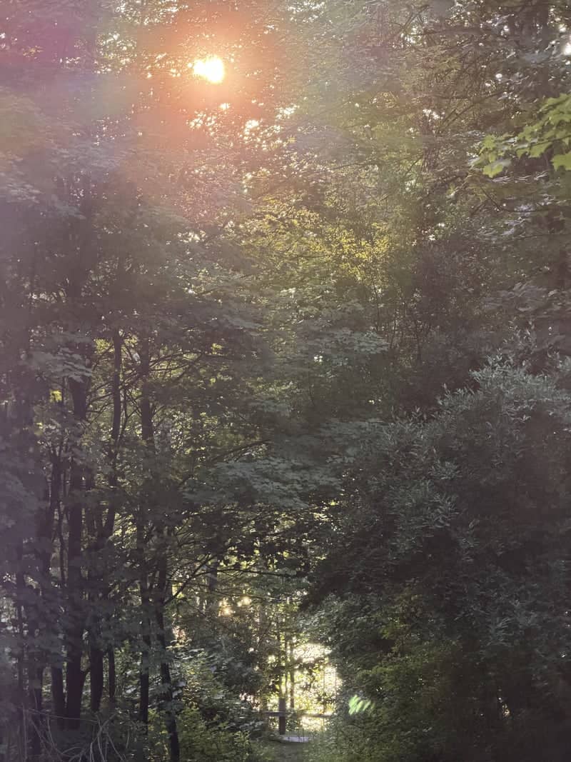 Wyoming Woodland Sunburst - Image 1