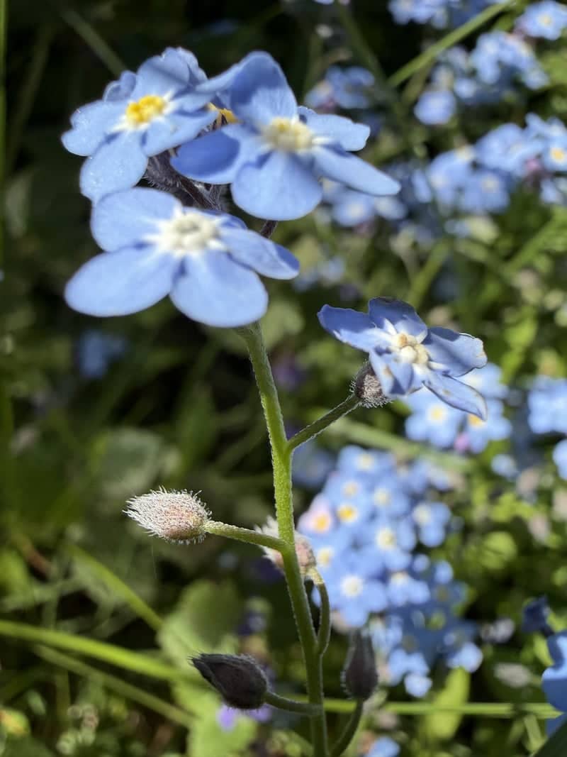 Shavertown Garden Blooms - Image 1