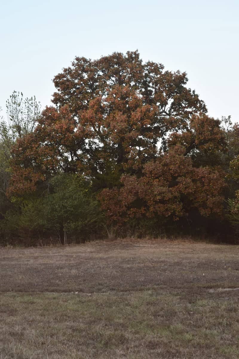 Hobbs Creek Autumn Oak - Image 1