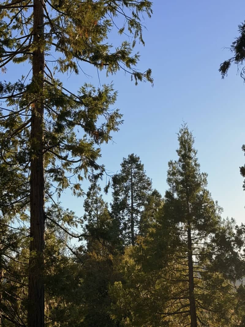 Bass Lake Pine Forest - Image 1