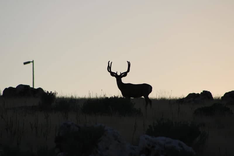 Antelope Island State Park - Image 1