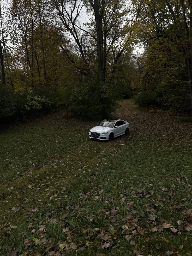 Wooded Forest Clearing - Image 1